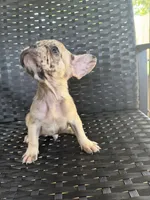 Cujo , a male French Bulldog for sale in Slidell, LA – 4 of 7