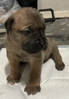 Puppys, a male Cane Corso for sale in Modesto, CA – 3 of 7