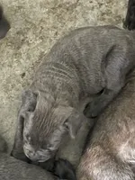 Puppys, a male Cane Corso for sale in Modesto, CA – 5 of 7