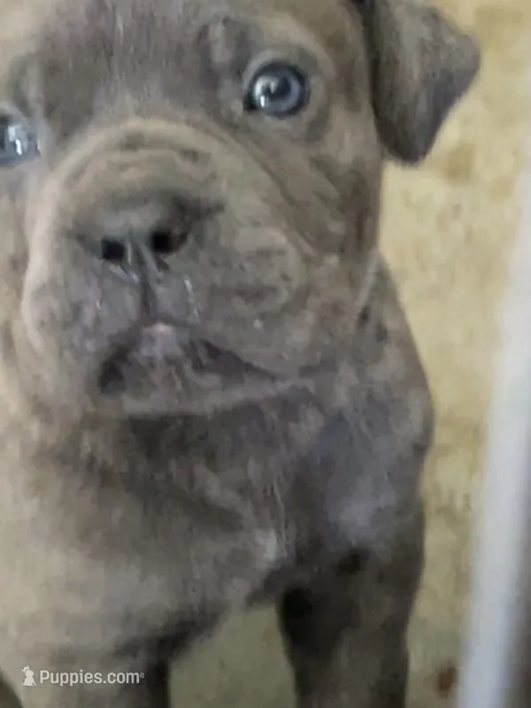Puppys – Cane Corso puppy for sale in Modesto, CA