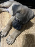 Deebo, a male Cane Corso for sale in Modesto, CA – 2 of 5