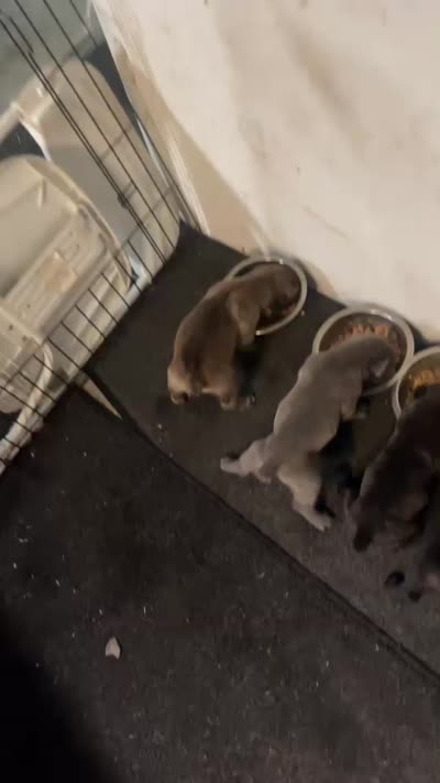Puppys, a male Cane Corso for sale in Modesto, CA – 2 of 7