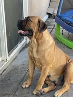 Nola, a female Cane Corso for sale in Modesto, CA – 6 of 6