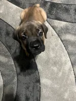 Deebo, a male Cane Corso for sale in Modesto, CA – 4 of 5