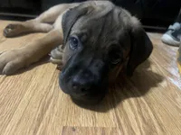 Deebo, a male Cane Corso for sale in Modesto, CA – 1 of 5