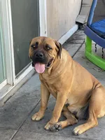 Nola, a female Cane Corso for sale in Modesto, CA – 5 of 6