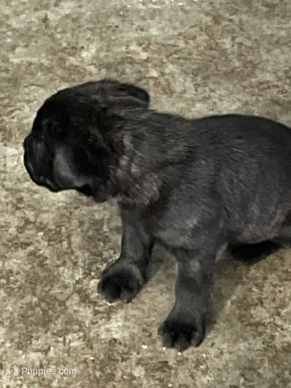 Nola – Cane Corso puppy for sale in Modesto, CA