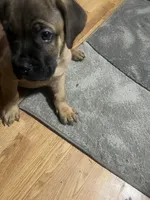 Deebo, a male Cane Corso for sale in Modesto, CA – 3 of 5