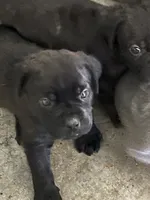 Nola, a female Cane Corso for sale in Modesto, CA – 3 of 6