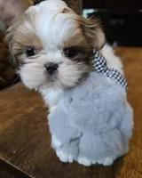 Gia, a female Shih Tzu for sale in Stroudsburg, PA – 1 of 9
