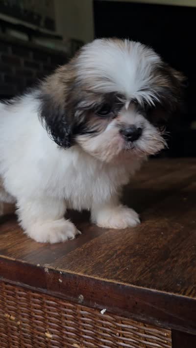 Raya, a female Shih Tzu for sale in Stroudsburg, PA – 6 of 6