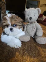 Lea, a female Shih Tzu for sale in Stroudsburg, PA – 2 of 5