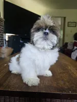 Ben, a male Shih Tzu for sale in Stroudsburg, PA – 3 of 3