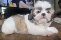 Chip, a male Shih Tzu for sale in Stroudsburg, PA – 2 of 7