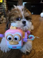 Lea, a female Shih Tzu for sale in Stroudsburg, PA – 4 of 5