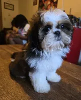 Perla, a female Shih Tzu for sale in Stroudsburg, PA – 4 of 7