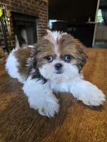 Lea, a female Shih Tzu for sale in Stroudsburg, PA – 3 of 5