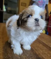 Gia, a female Shih Tzu for sale in Stroudsburg, PA – 2 of 9