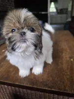 Layla, a female Shih Tzu for sale in Stroudsburg, PA – 2 of 7
