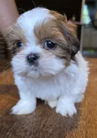 Bison, a male Shih Tzu for sale in Stroudsburg, PA – 3 of 9