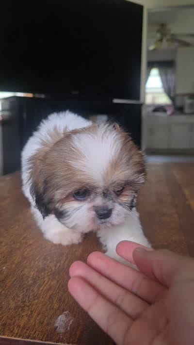Ariel, a female Shih Tzu for sale in Stroudsburg, PA – 5 of 5