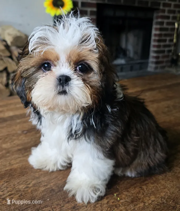 Perla – Shih Tzu puppy for sale in Stroudsburg, PA
