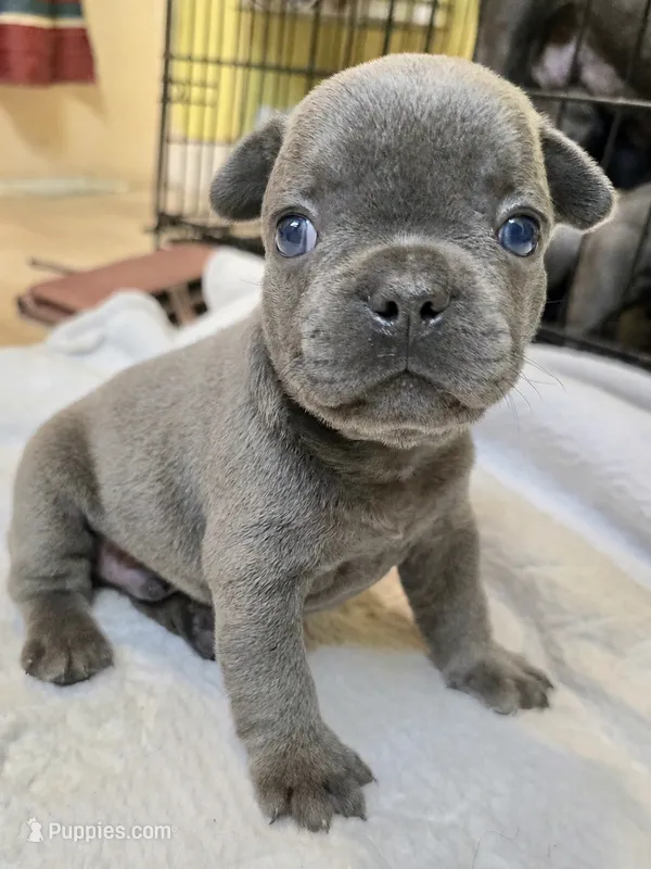 Ben – French Bulldog puppy for sale in Stroudsburg, PA