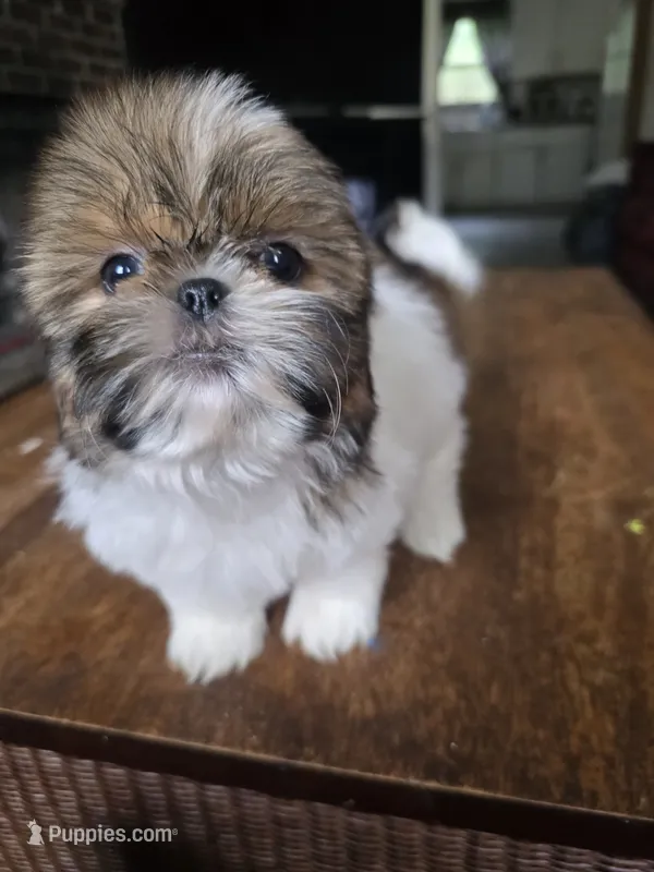 Layla – Shih Tzu puppy for sale in Stroudsburg, PA