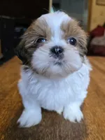 Bison, a male Shih Tzu for sale in Stroudsburg, PA – 2 of 9