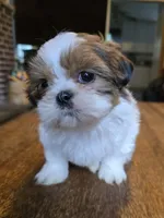 Bison, a male Shih Tzu for sale in Stroudsburg, PA – 4 of 9
