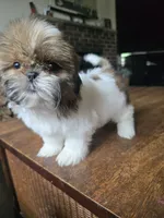 Layla, a female Shih Tzu for sale in Stroudsburg, PA – 6 of 7