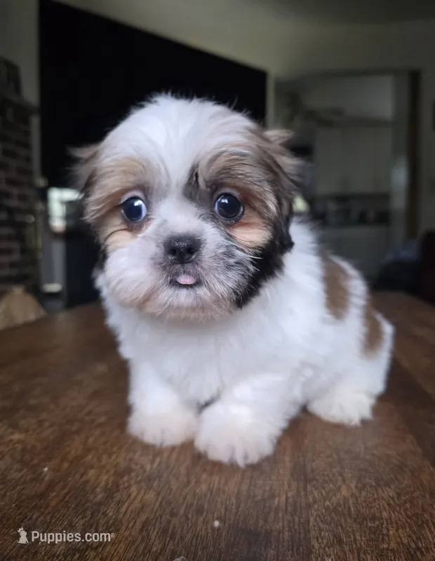 Merida – Shih Tzu puppy for sale in Stroudsburg, PA