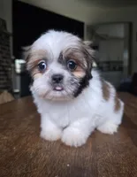 Merida, a female Shih Tzu for sale in Stroudsburg, PA – 1 of 5