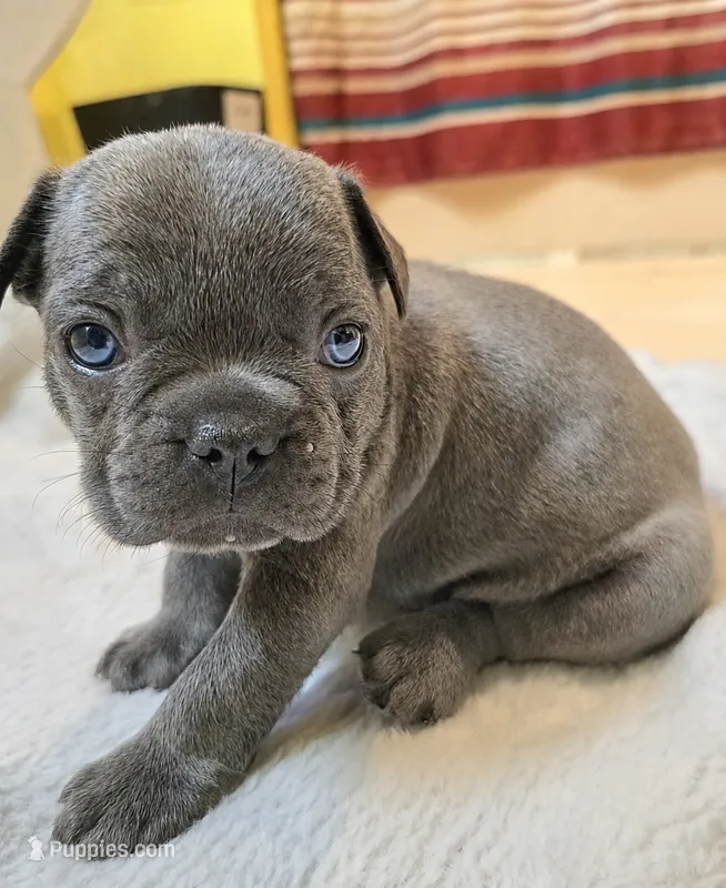 Pickles – French Bulldog puppy for sale in Stroudsburg, PA