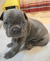 Pickles, a male French Bulldog for sale in Stroudsburg, PA – 1 of 1