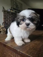 Raya, a female Shih Tzu for sale in Stroudsburg, PA – 5 of 6