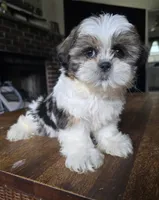 Jazmine, a female Shih Tzu for sale in Stroudsburg, PA – 3 of 5