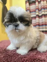 Lily, a female Shih Tzu for sale in Stroudsburg, PA – Photo 7 of 7