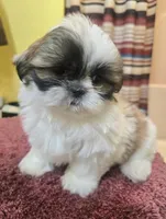Lily, a female Shih Tzu for sale in Stroudsburg, PA – Photo 2 of 7