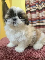 Lily, a female Shih Tzu for sale in Stroudsburg, PA – Photo 6 of 7