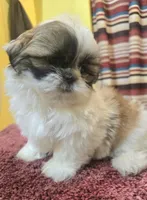 Lily, a female Shih Tzu for sale in Stroudsburg, PA – Photo 3 of 7