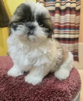 Lily, a female Shih Tzu for sale in Stroudsburg, PA – Photo 4 of 7