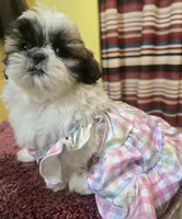 Lily, a female Shih Tzu for sale in Stroudsburg, PA – Photo 1 of 7