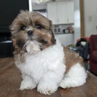 Miles, a male Shih Tzu for sale in Stroudsburg, PA – Photo 3 of 8