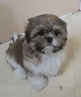 Miles, a male Shih Tzu for sale in Stroudsburg, PA – Photo 6 of 8