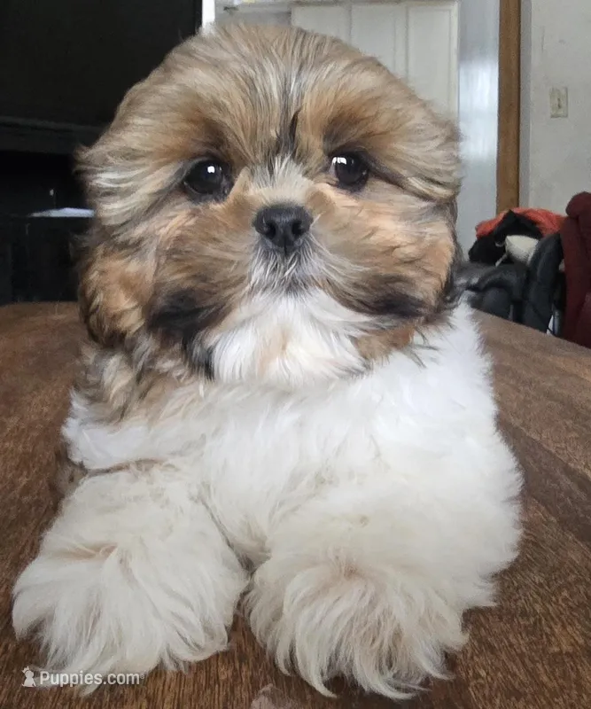 Miles, a male Shih Tzu for sale in Stroudsburg, PA – Photo 1 of 8