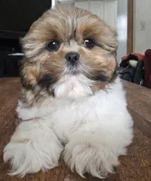 Miles, a male Shih Tzu for sale in Stroudsburg, PA – Photo 1 of 8