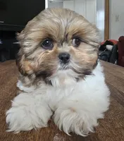 Miles, a male Shih Tzu for sale in Stroudsburg, PA – Photo 2 of 8