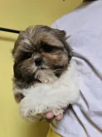 Miles, a male Shih Tzu for sale in Stroudsburg, PA – Photo 7 of 8