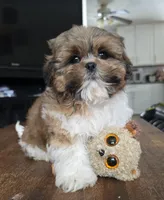 Miles, a male Shih Tzu for sale in Stroudsburg, PA – Photo 4 of 8